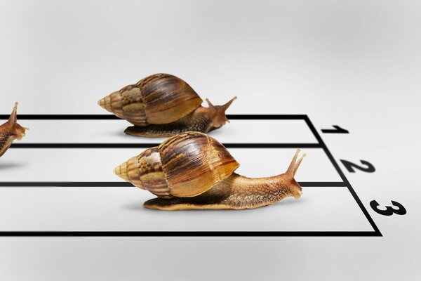 Relay race between invertebrate snails