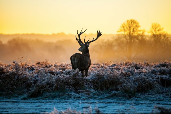 Cerf à l aube, faune