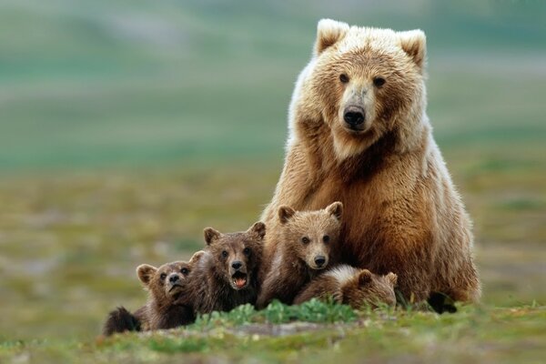 A Ursa e os quatro ursos na natureza