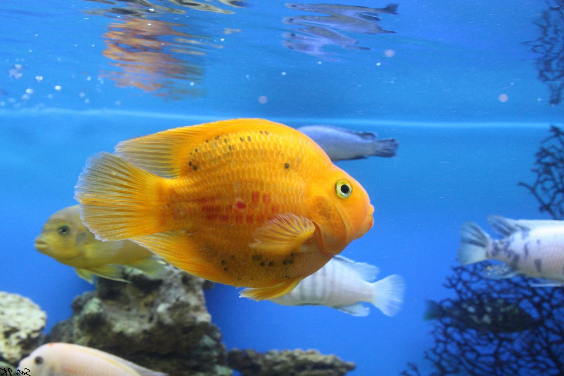 animais debaixo d água aquário natação peixes água tropical peixe dourado oceano coral exótico água mar vida selvagem mergulho profundo recife tanque natureza turquesa