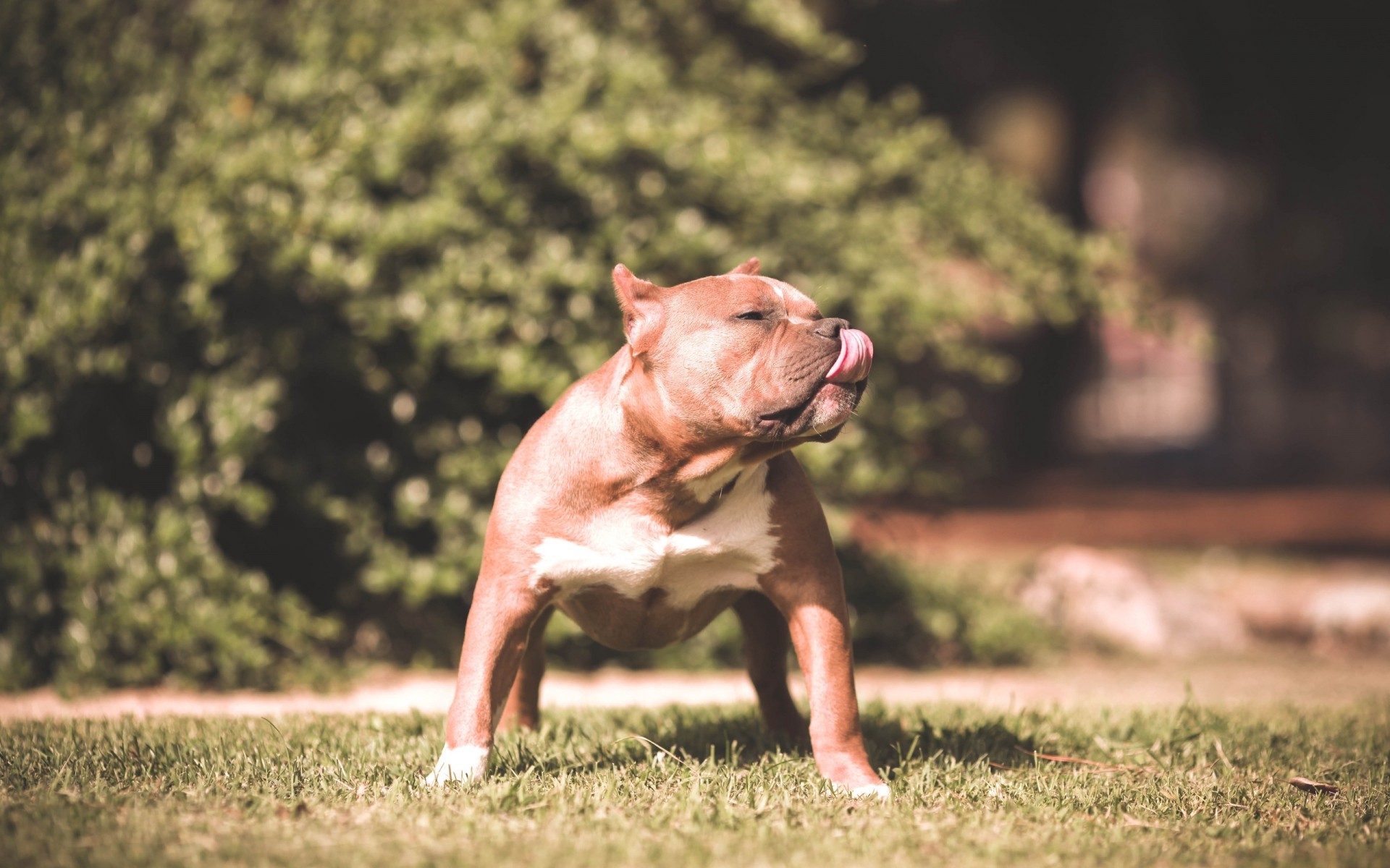 perros perro hierba animal mamífero naturaleza al aire libre campo solo mascota parque retrato perro pitbull