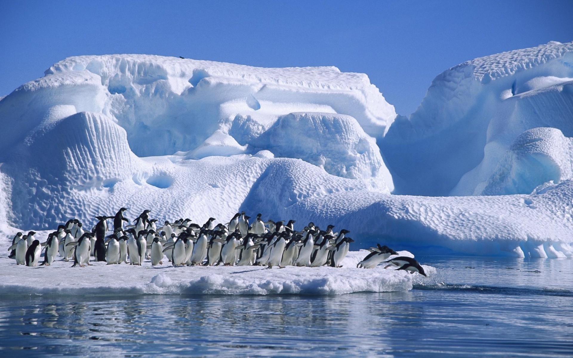 hayvanlar kar buz kış soğuk buzdağı su ayaz donmuş buzul açık havada manzara kutupsal doğal seyahat don dağlar gün ışığı doğa penguenler buz manzarası penguen dünyası fotoğraf penguenleri