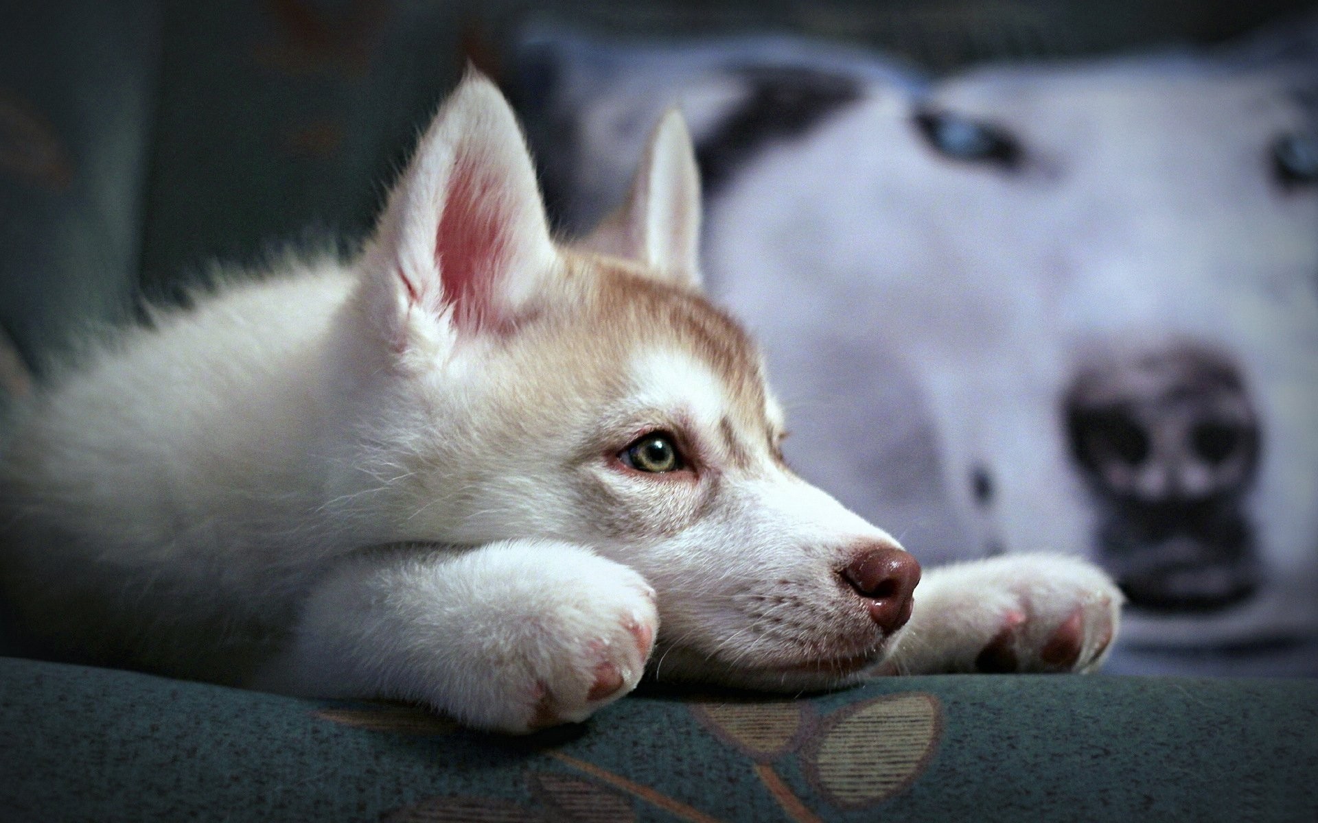 psy pies kynolog ssak pet portret słodkie zwierzę szczeniak jeden krajowy rasa husky