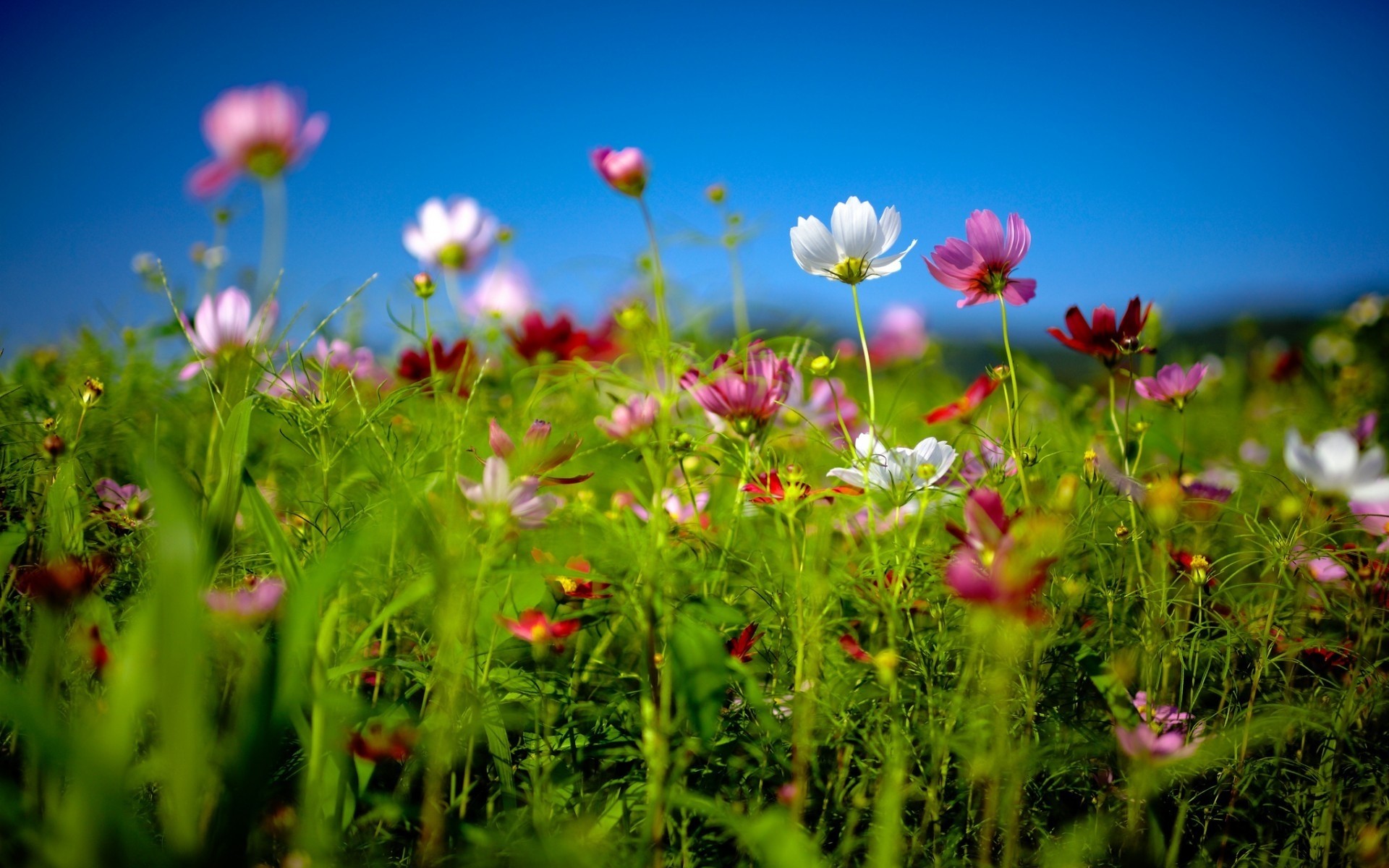 paesaggio fiore natura estate campo erba fieno sole flora giardino bel tempo luminoso rurale fioritura floreale crescita colore petalo soleggiato selvaggio margherita fiori colorati primavera terra paesaggio