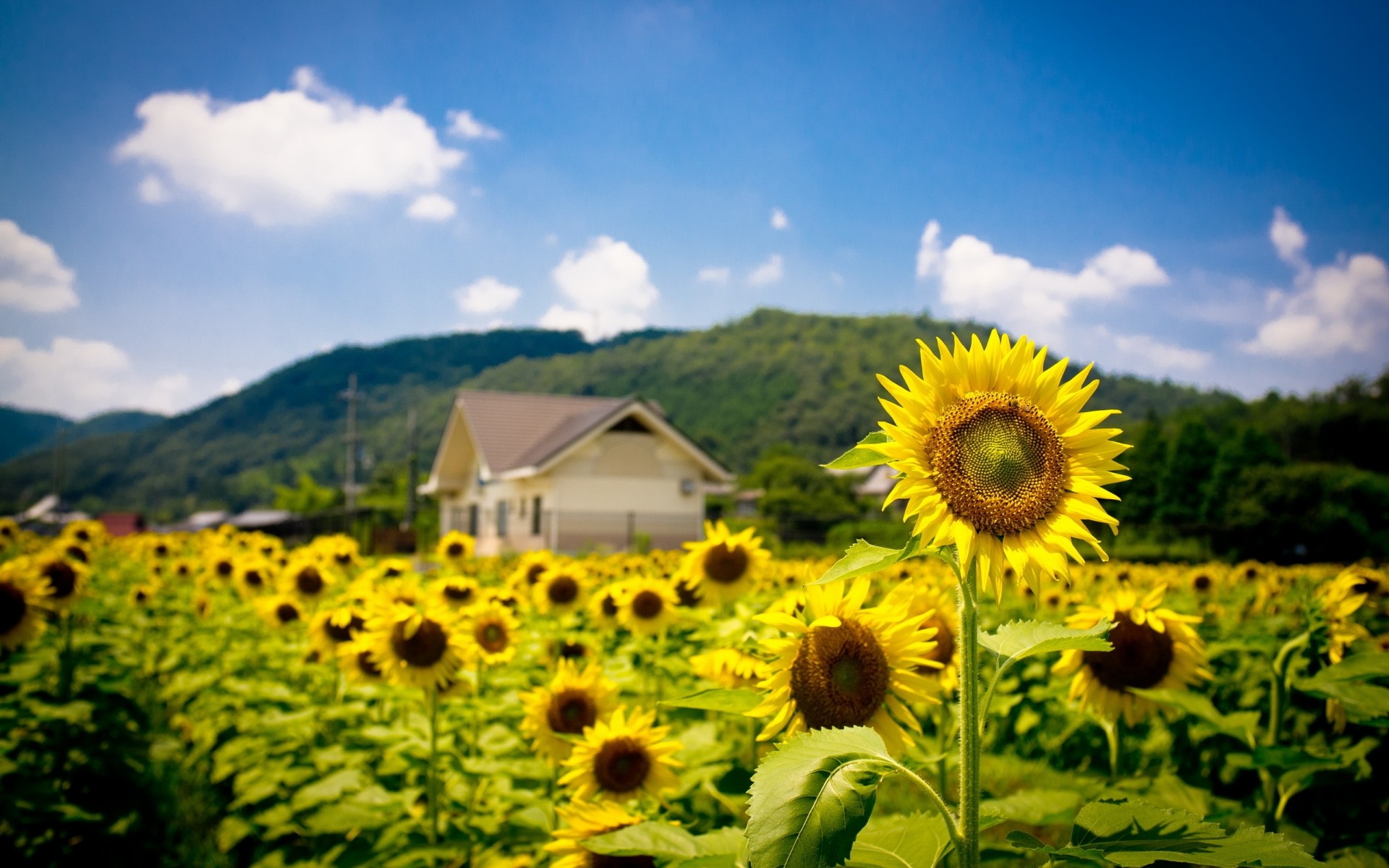 fleurs rural nature champ tournesol été agriculture croissance flore à l extérieur ciel beau temps soleil campagne fleur foin lumineux paysage ensoleillé plantation terre