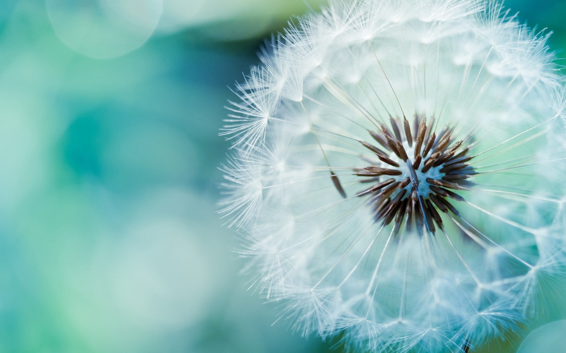 fleurs pissenlit nature été flore fleur vers le bas lumineux délicat croissance graines saison couleur