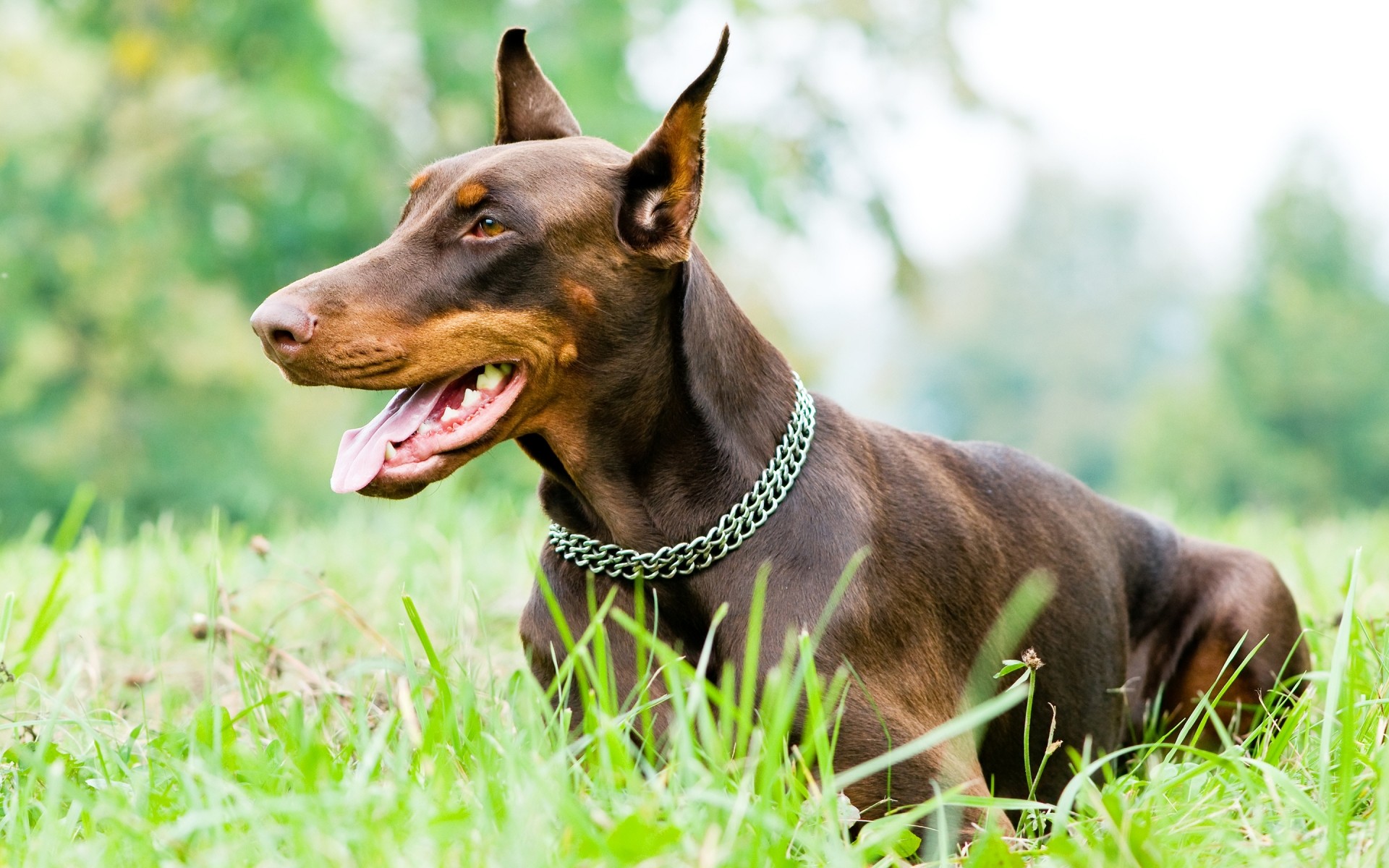 psy słodkie trawa pies zwierzę natura pet ssak mało portret pole młody sianokosy oglądanie na zewnątrz posłuszeństwo domowe kynolog szczeniak siedzieć doberman