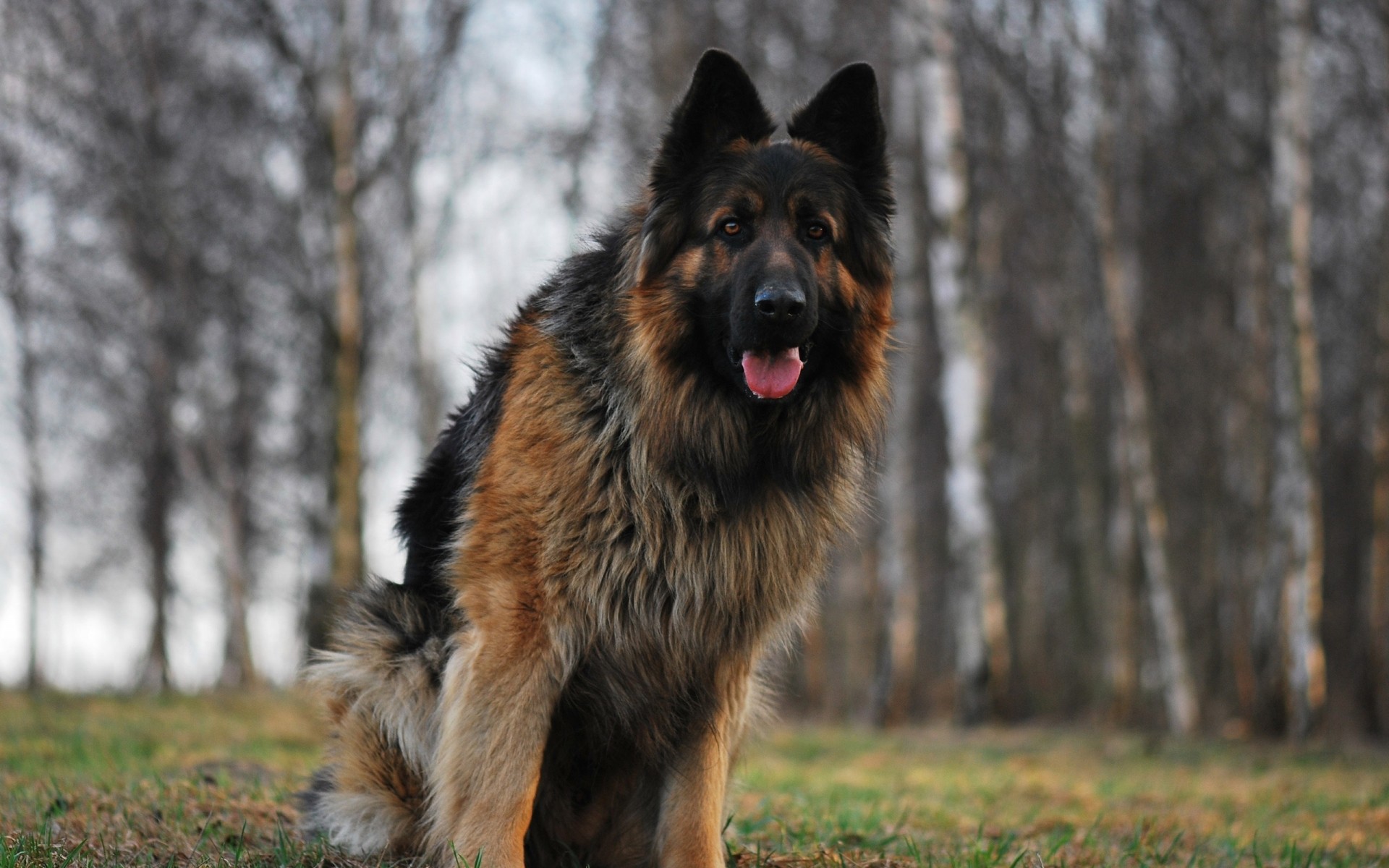 chien chien à l extérieur cynologue mammifère nature herbe portrait bois