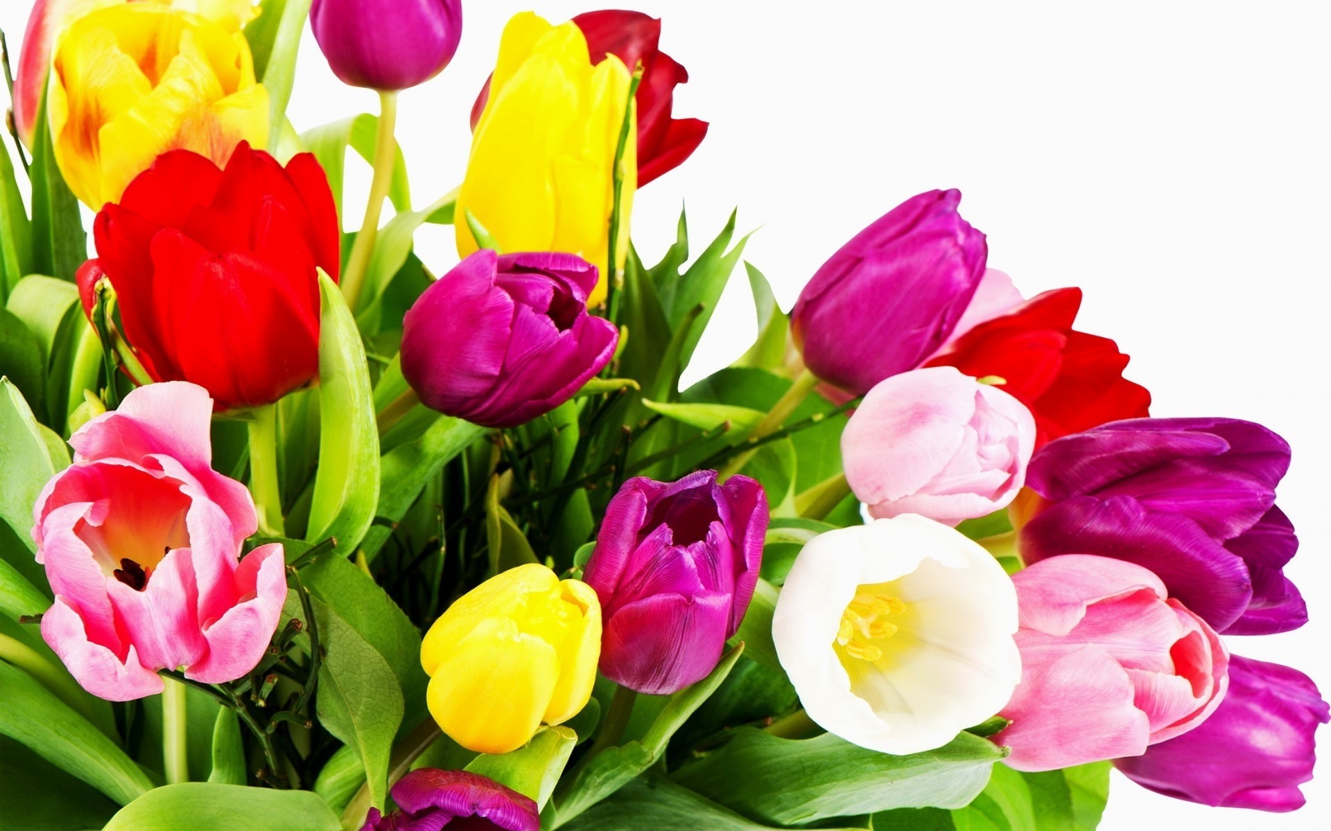 flowers tulip nature easter leaf bouquet flower flora floral garden bright petal blooming color cluster love season summer romantic gift cool tulips tulips pics tulips photos