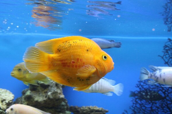 Photo de beaux poissons dans l aquarium