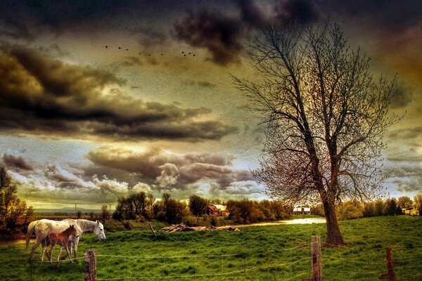 Pferd mit Fohlen im Feld bei Sonnenuntergang