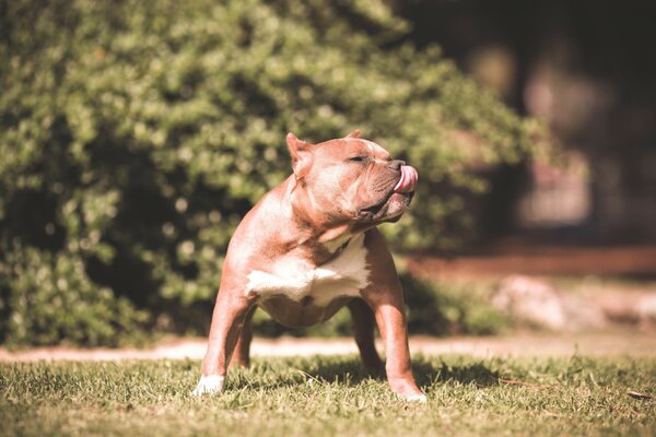 Perro jugando en el césped verde