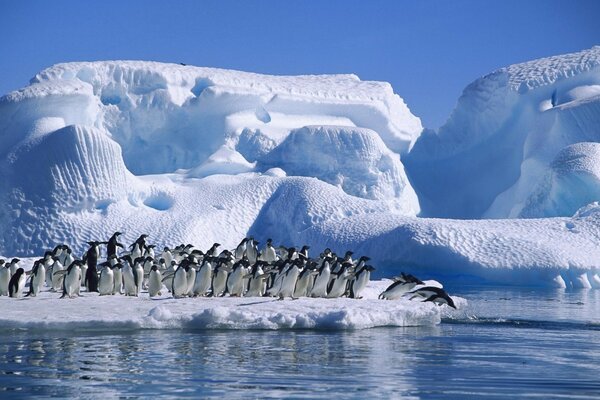 Arktischer schneebedeckter Pinguinstrand