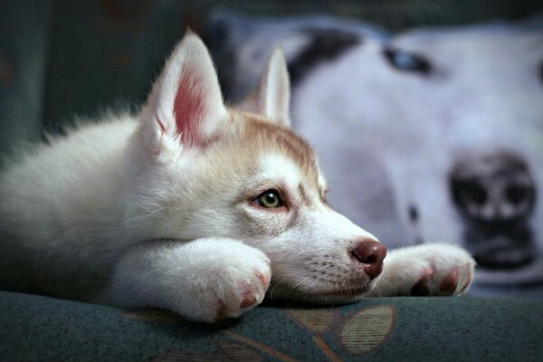 Pensive puppy lying on the couch