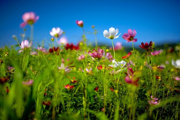 Champ d été avec de belles fleurs