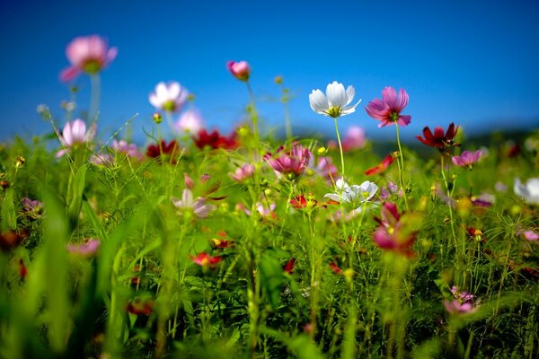 Літнє поле з красивими квітами