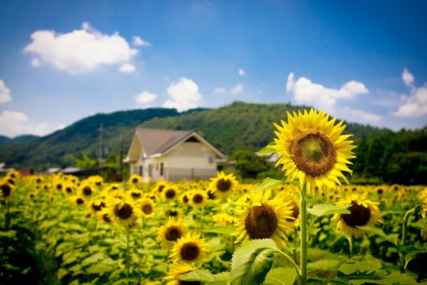 Un campo de girasoles y una casa en la distancia en el fondo de las montañas