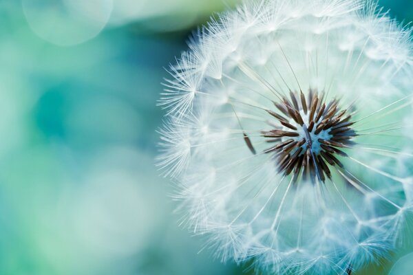 Dandelion fofo pronto para soltar seus pára-quedistas