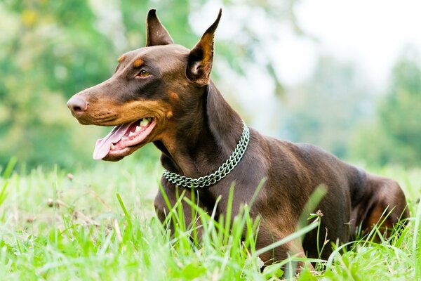 Rex PEX cão de férias