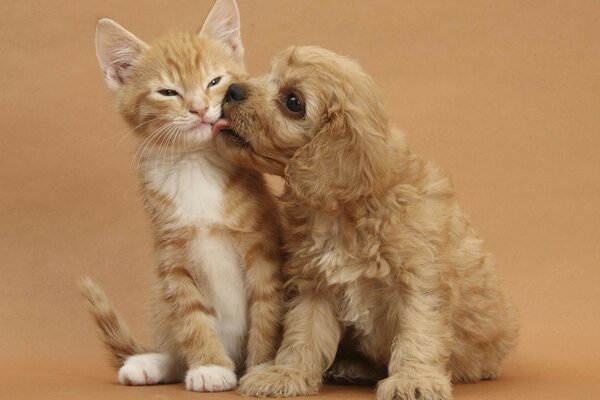 Beaux bébés. L amour sans frontières