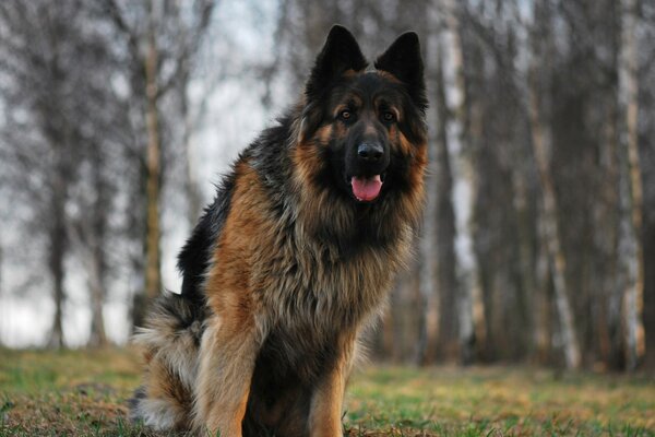 Ein Schäferhund, der in der Natur spazieren geht