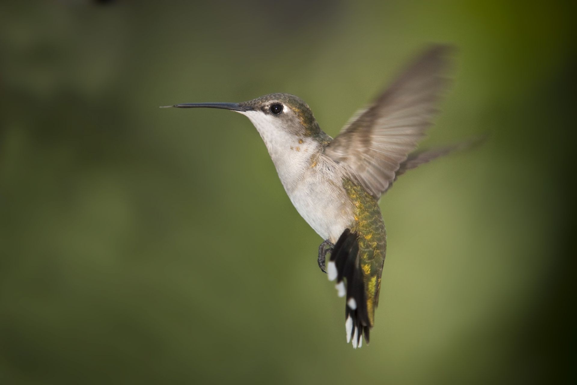 zwierząt przyrody ptak koliber natura na zewnątrz widok z boku zwierząt