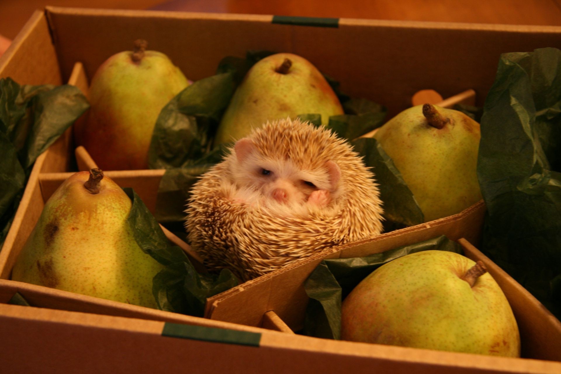 animaux grandir pomme nature morte alimentaire fruits unique à l intérieur conteneur légumes-racines enfant