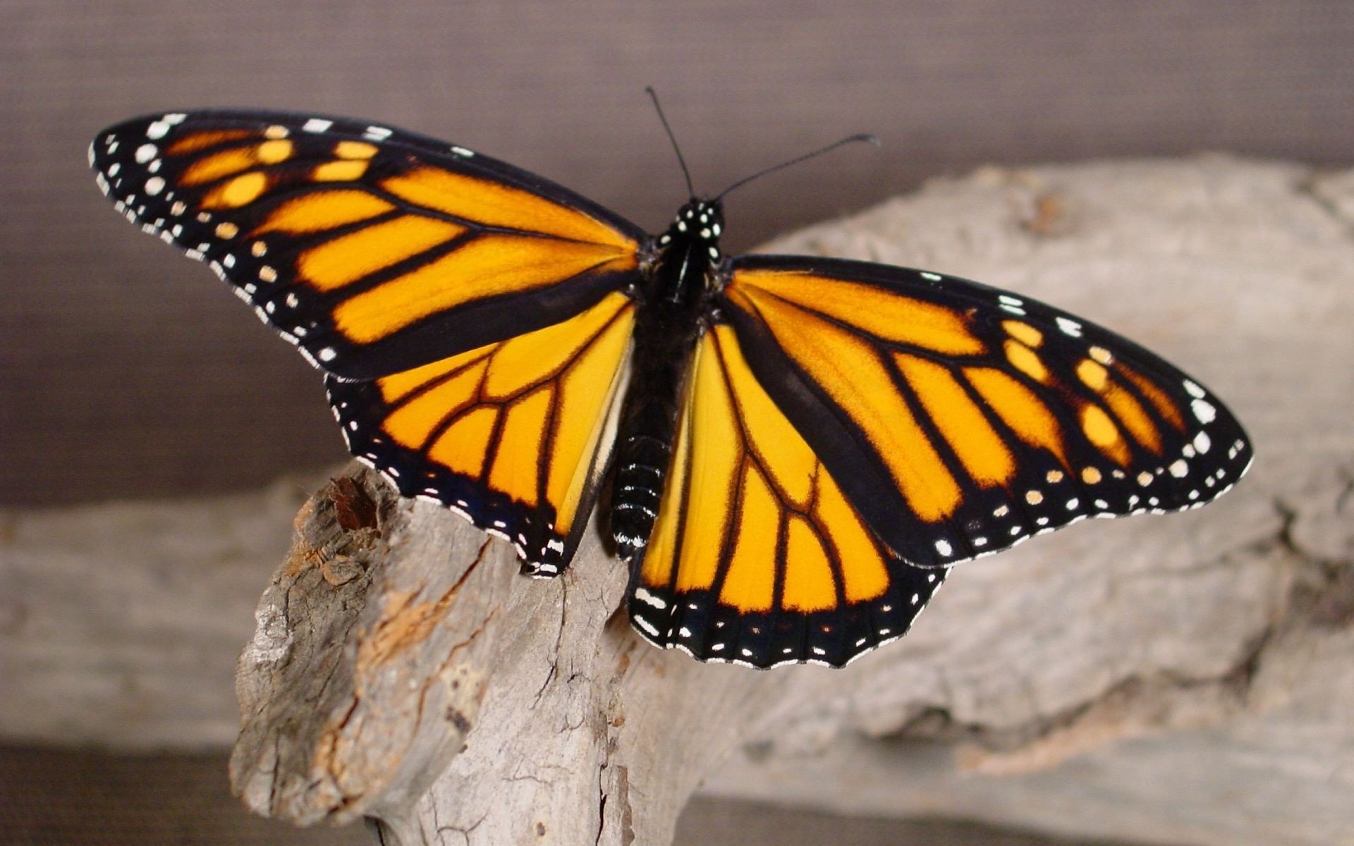 animals butterfly insect nature invertebrate outdoors monarch summer wing wildlife one delicate metamorphosis color tropical antenna animal