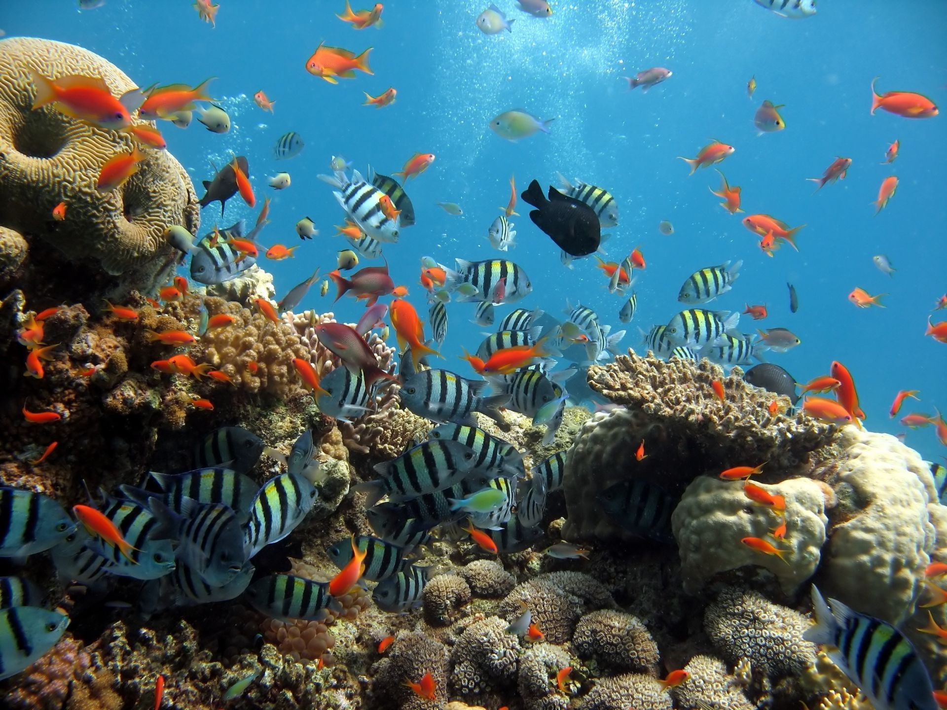 животные подводный рыбы аквариум коралловый риф тропический морской плавание золотая рыбка океан водный дайвинг море воды глубокий скуба экзотические беспозвоночных соленой воды танк