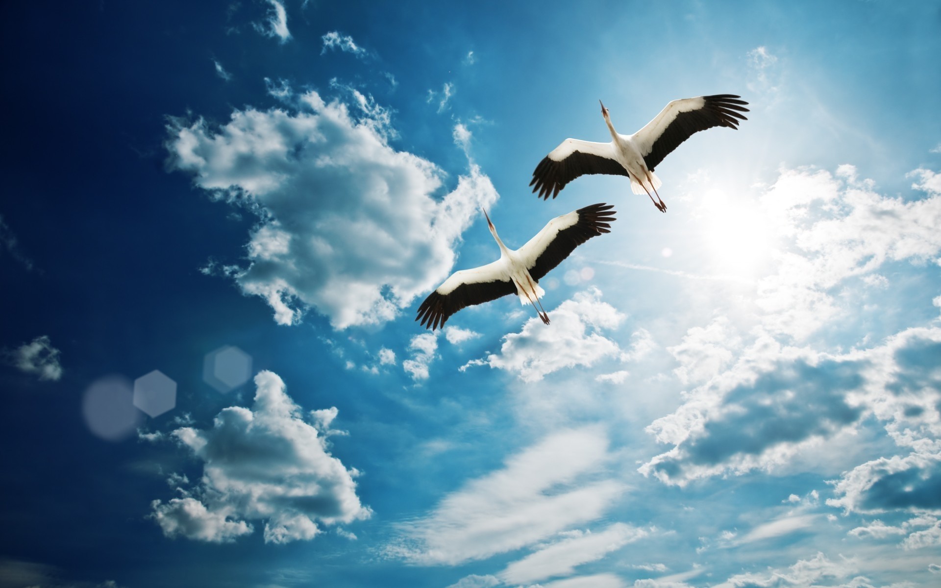 pássaros céu pássaro liberdade ao ar livre natureza voo voar gaivotas alta sol verão bom tempo vida selvagem céu pássaros brancos céu azul foto de pássaros