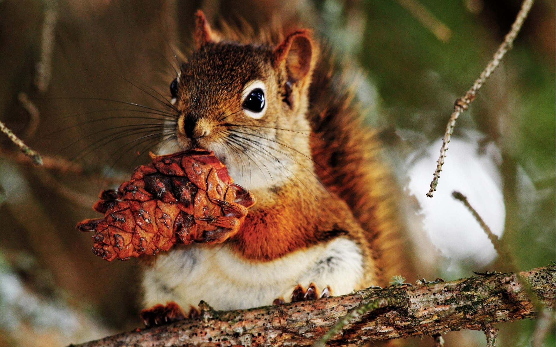 animals wildlife nature tree squirrel animal wild wood mammal outdoors cute nut rodent