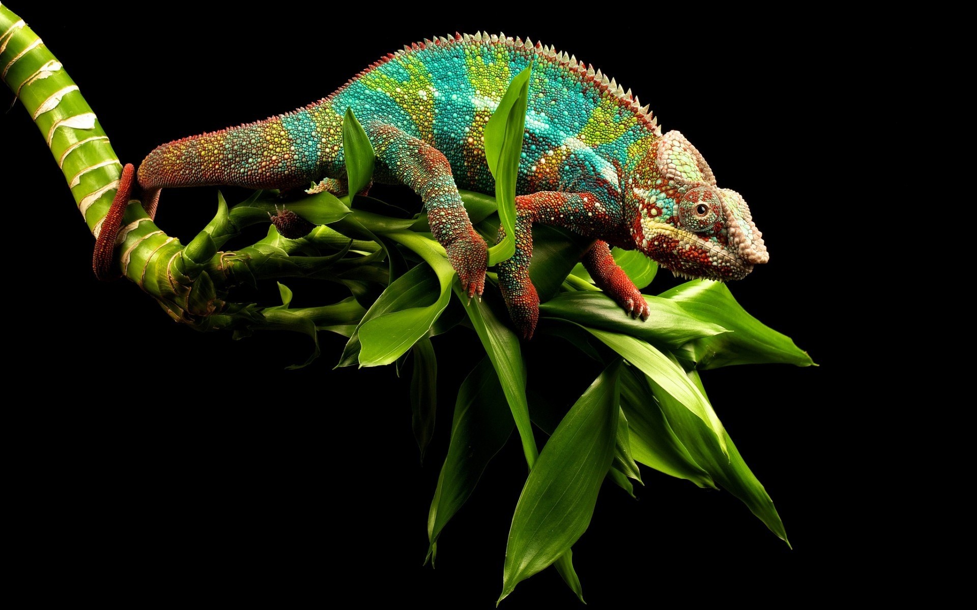 répteis e rãs lagarto lagarto dragão camaleão animal natureza vida selvagem gekko cor escala tropical jardim zoológico animal de estimação monstro floresta tropical dinossauro selvagem árvore solteiro