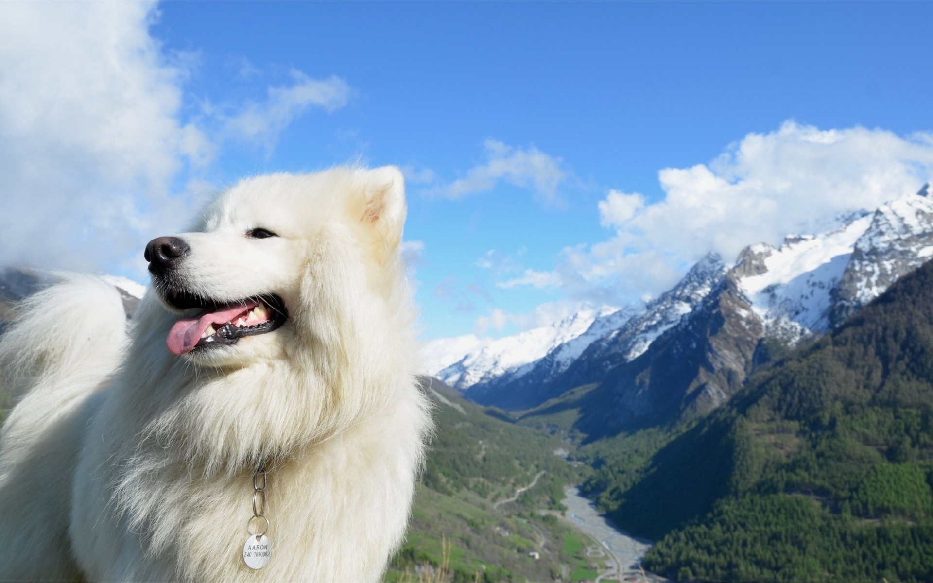 köpekler kar kış dağlar