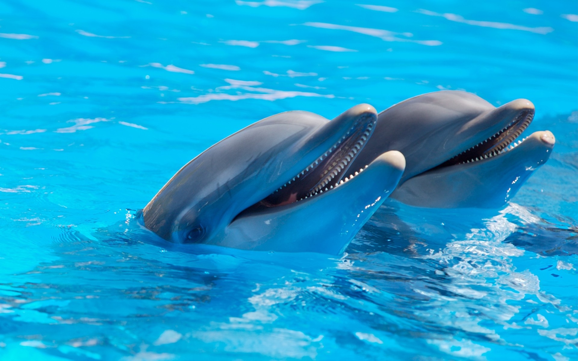 tiere schwimmen unterwasser wasser gebläse delphin fische tauchen wal schwimmbad schwimmer schwimmbad im freien delfine delfine foto delfine foto delfine poster