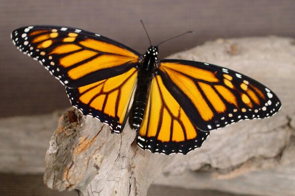 Borboleta com asas abertas