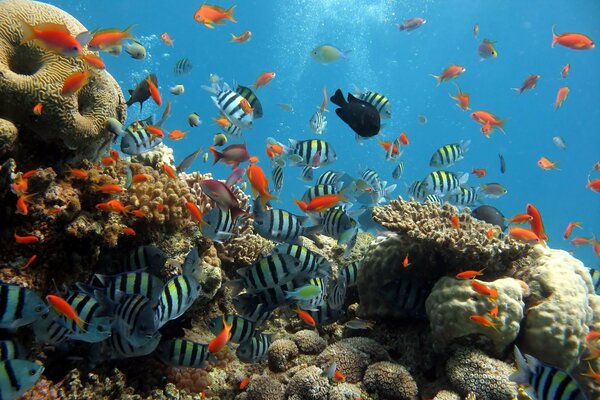 Animales peces de Coral bajo el agua