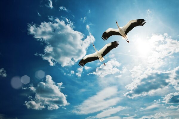 Two magnificent storks in the blue sky