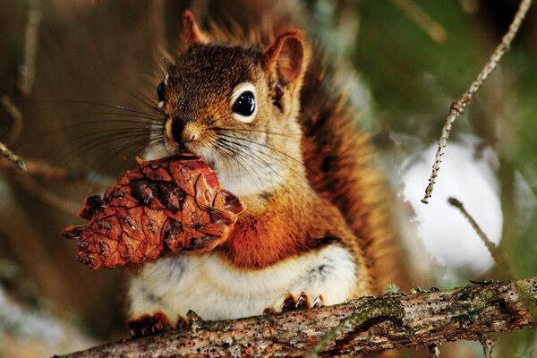 Wildlife animal squirrel