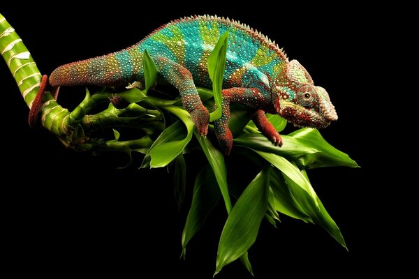 Image of a chameleon with a dark background