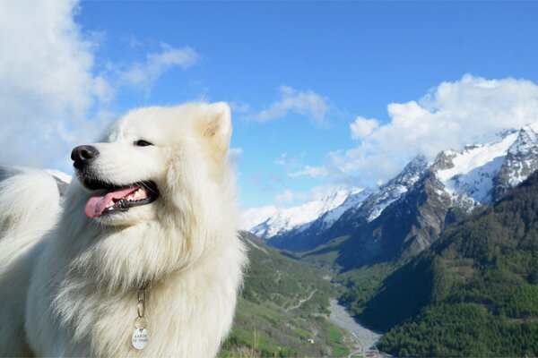 Dağların zemininde açık havada beyaz bir köpek