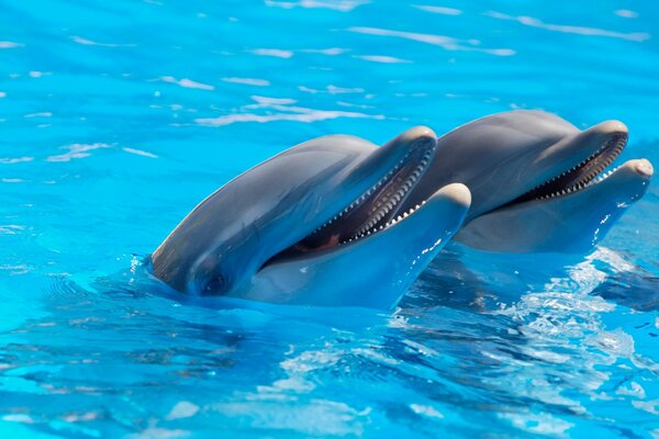 Two dolphins are ready to play