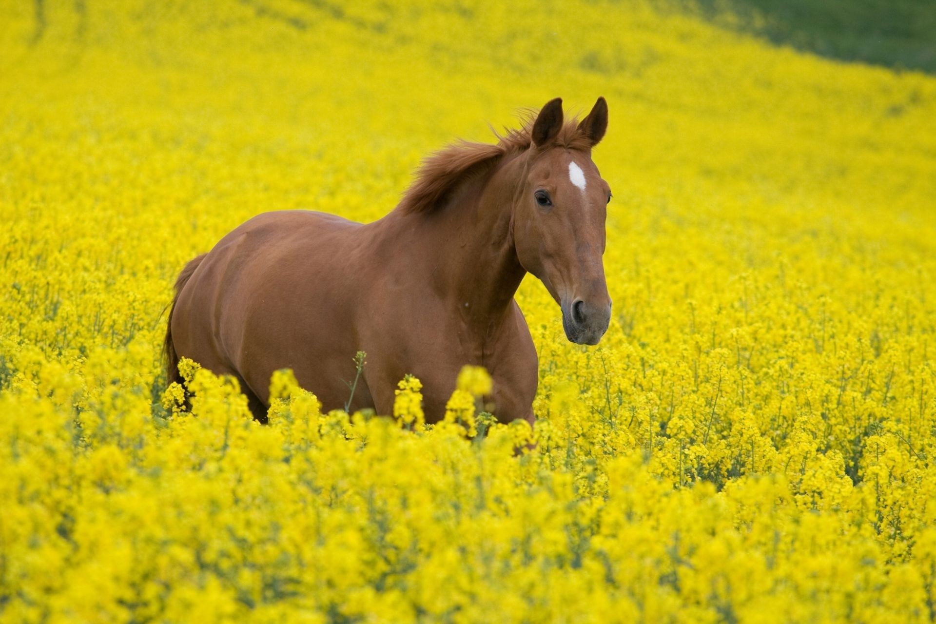 chevaux champ foin ferme agriculture fleur paysage nature rural herbe