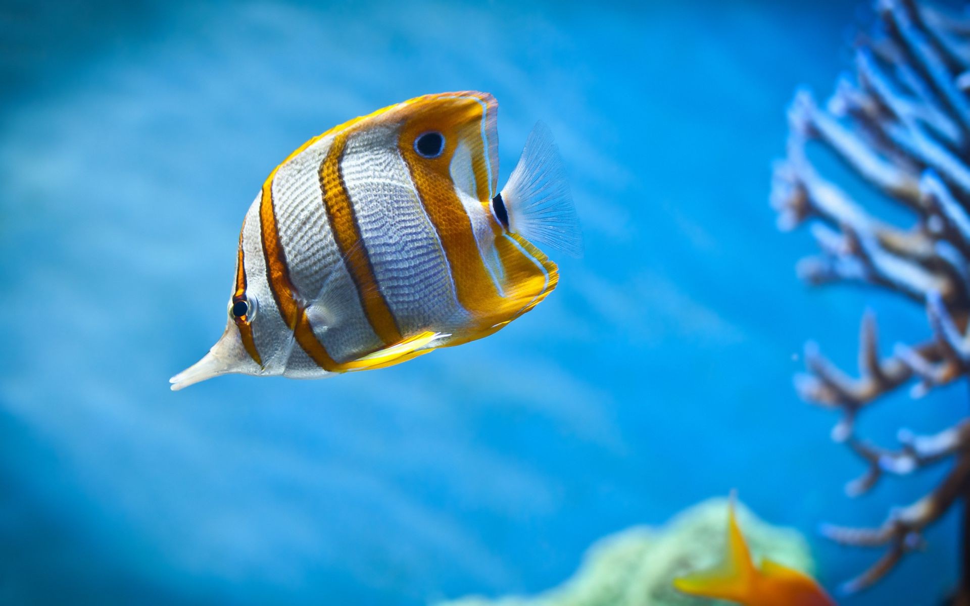 animais debaixo d água água peixes natação oceano mar aquário tropical mergulho fuzileiro naval coral vida selvagem viajar turquesa natureza profundo ao ar livre um recife