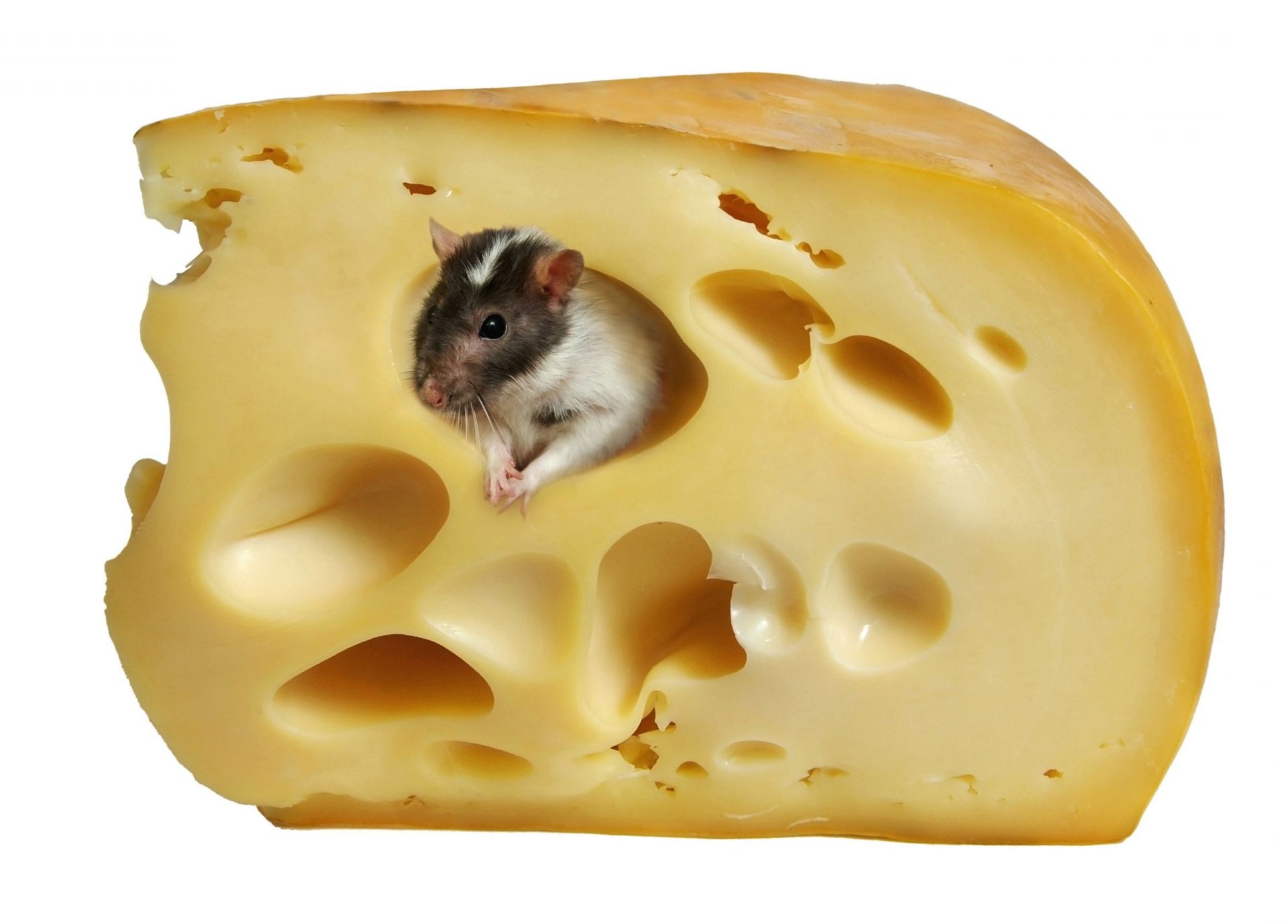 животные сыр еда изолированные срез молочные освежение мышь питание эпикур вкусные грызун вкусные завтрак рабочего стола чеддер здоровый студия