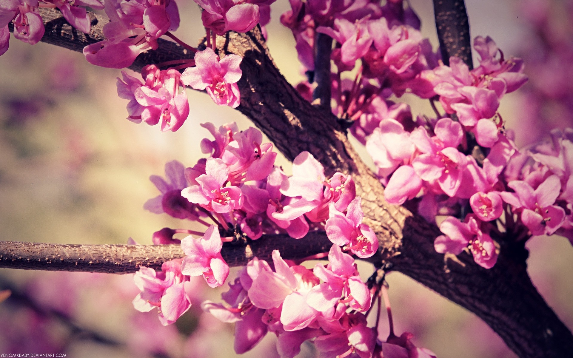 frühling blume natur flora filiale blühen baum blütenblatt garten blumen saison blatt schön farbe schließen wachstum kumpel hell kirsche im freien kirschen