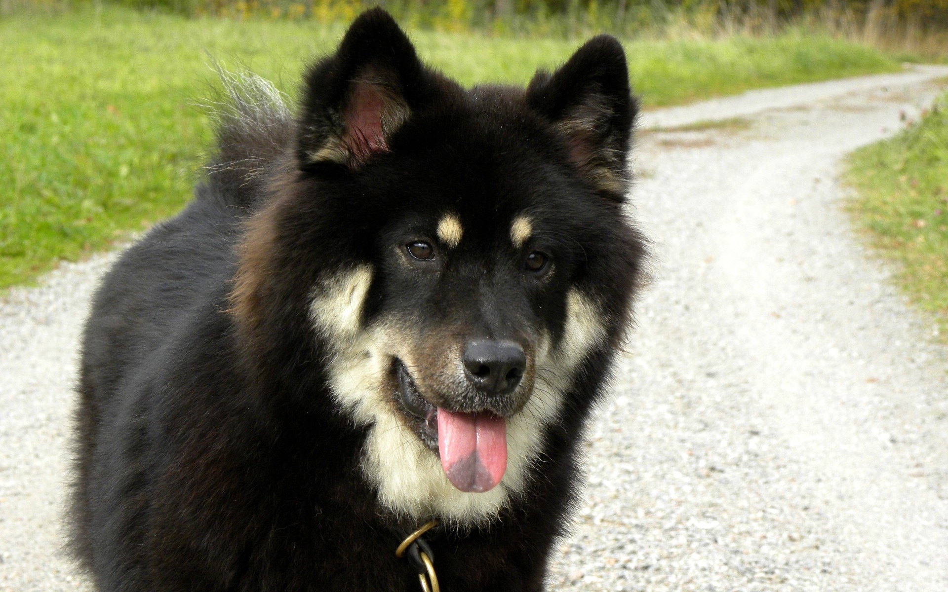 perros mamífero perro adiestrador de perros retrato pelaje lindo animal ver al aire libre ojo solo mascota naturaleza