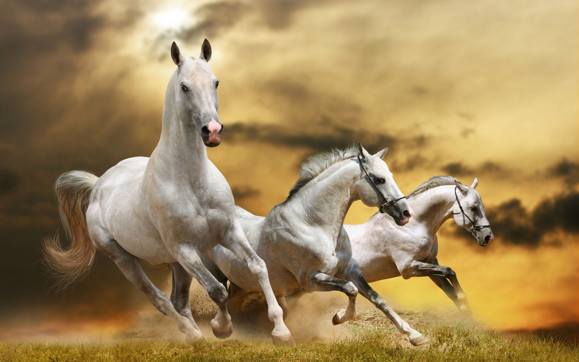 animals horse cavalry mammal equestrian mare equine animal stallion gallop fast pony grass farm action jump run mane field thoroughbred hurry wild horse white horse horse pics