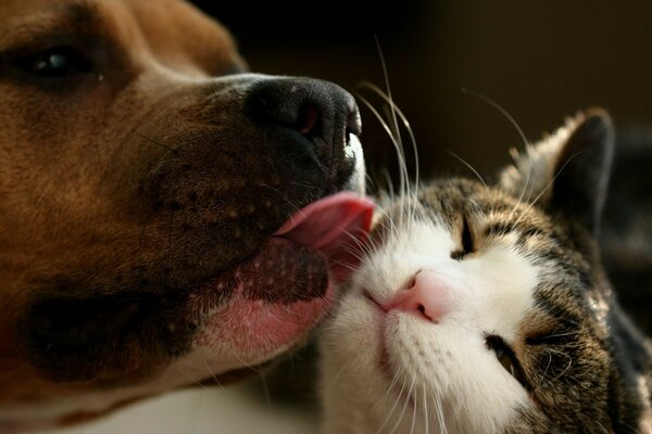 Que lindas criaturas são gato e cachorro