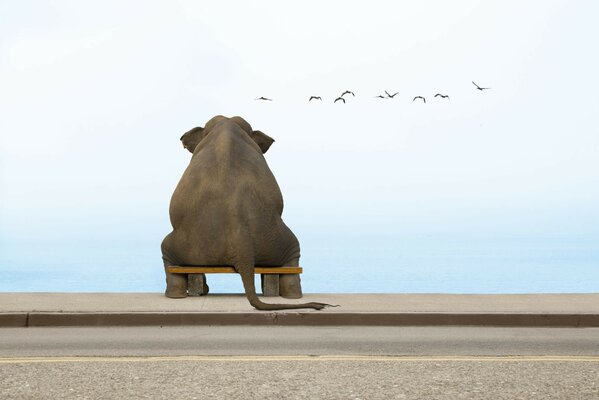 Image of an elephant sitting on a bench