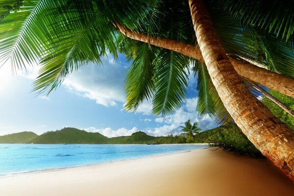 Landscape of tropical beach and sand